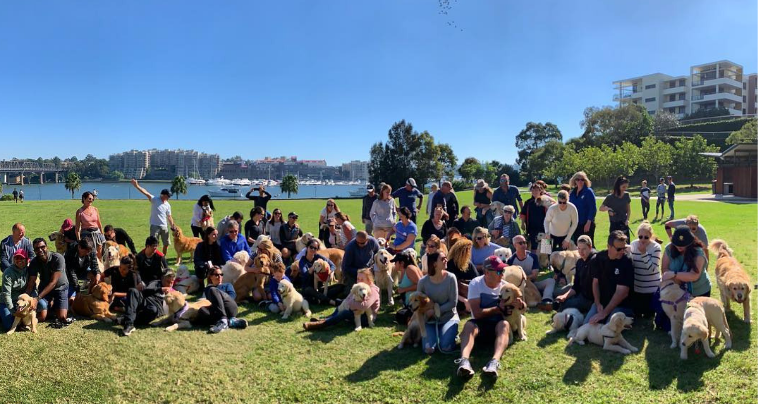 What is Inner West Goldies? (We’ll give you a hint… it’s an awesome golden retriever meet up in Sydney!)