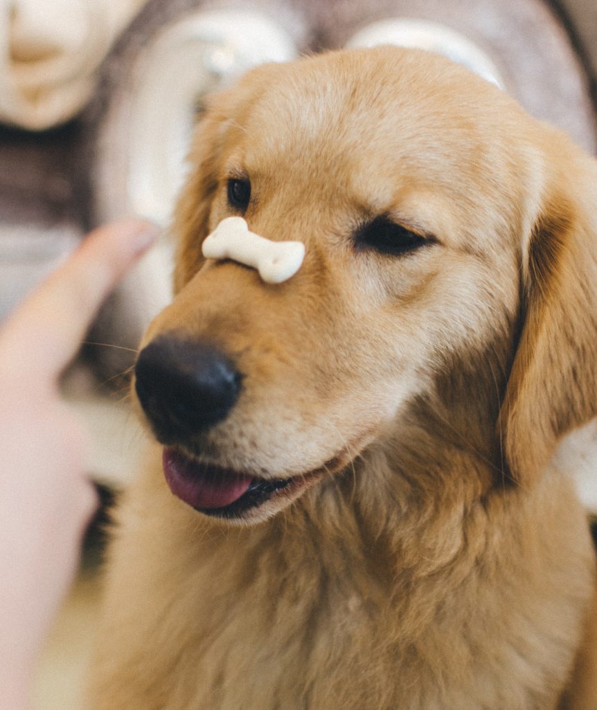 Golden Retriever Retreat Peanut Butter and Banana Dog Biscuits (that